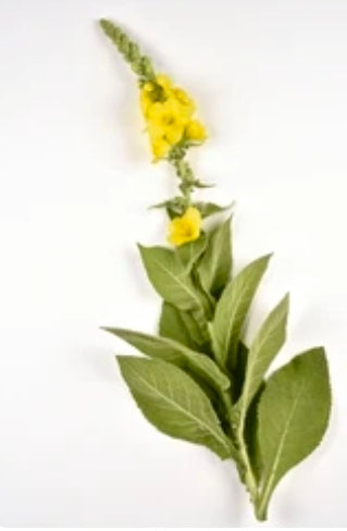 Mullein Leaf
