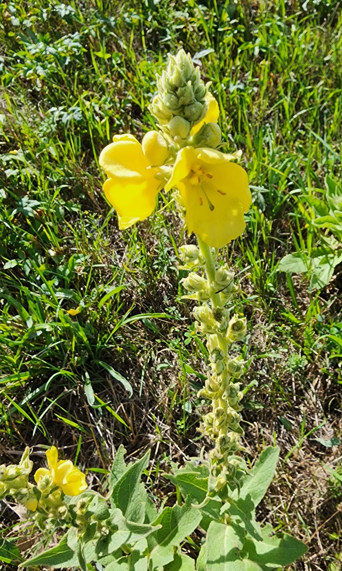 Dried Mullein Flower