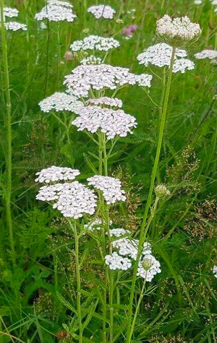 Wildcrafted Dried Yarrow Flower