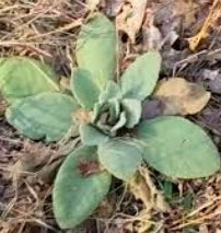 Mullein Leaf