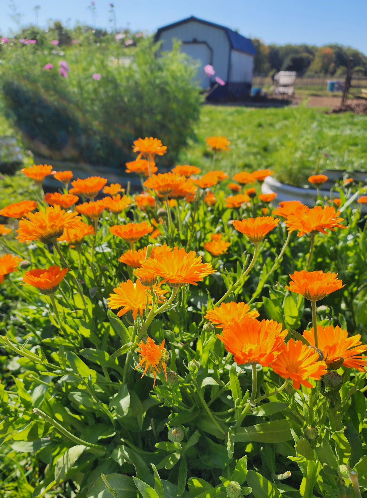 Calendula flowers - Dried, whole