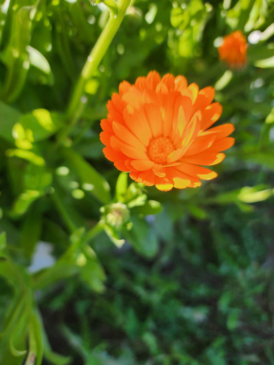 Calendula flowers - Dried, whole