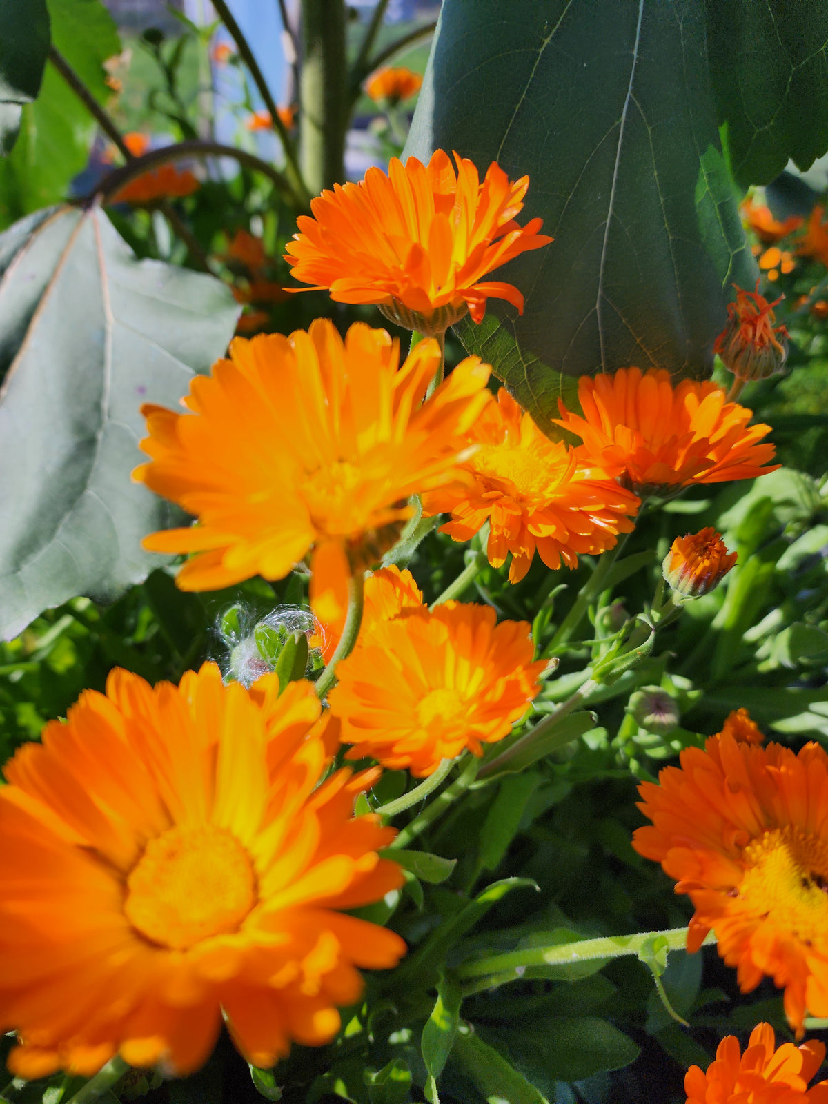Calendula flowers - Dried, whole