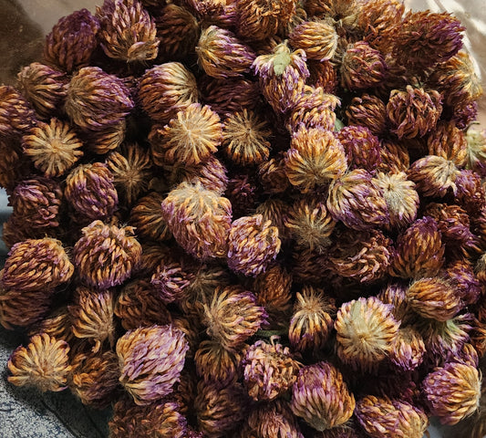 Red Clover Blossoms *Trifolium pratense*