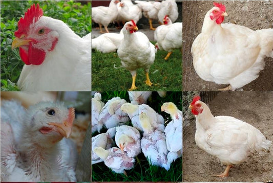 Pre-order whole chicken