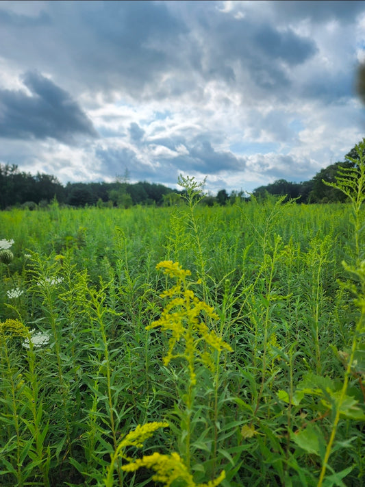 Goldenrod, dried.