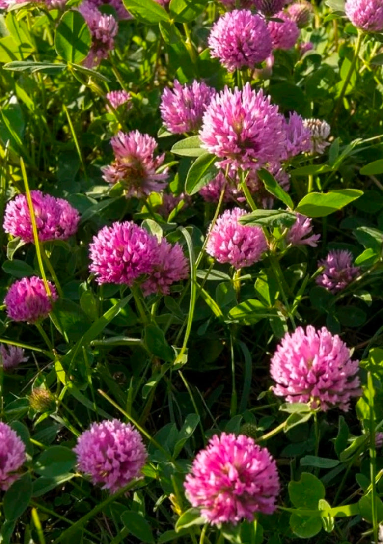 Red Clover Blossoms *Trifolium pratense*