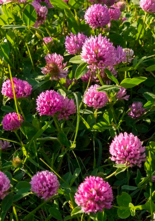 Red Clover Blossoms *Trifolium pratense*